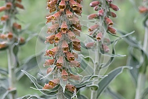 Small-flowered foxglove Digitalis parviflora, flowers in close-up photo